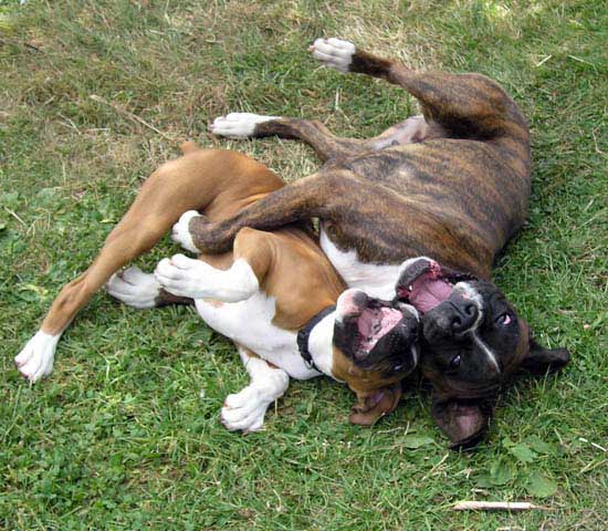Bruce and Mia Laughing