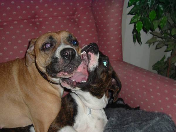 Bruce and Shotze