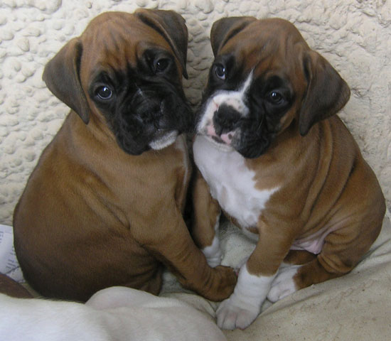 Bruce and sister (6.5 weeks)