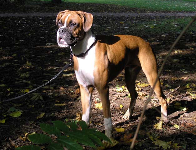 Bruce at Westonbirt Arboretum