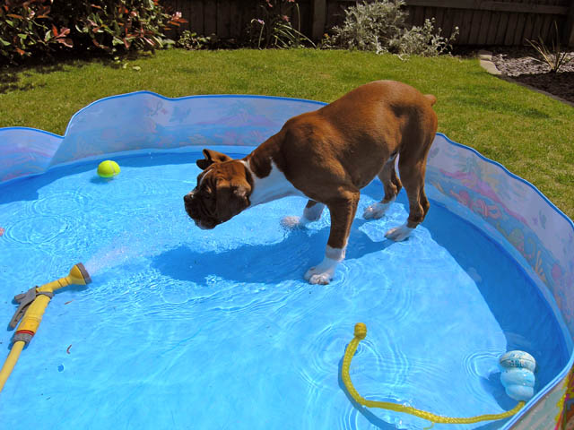 Bruce in his paddling pool