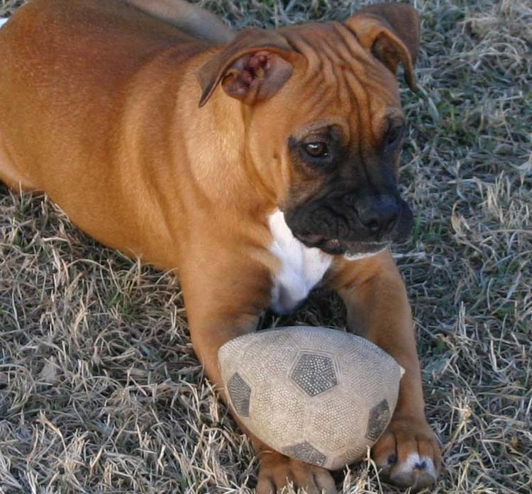 Bruce with his ball