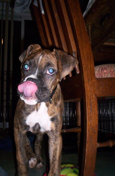 Bruce3