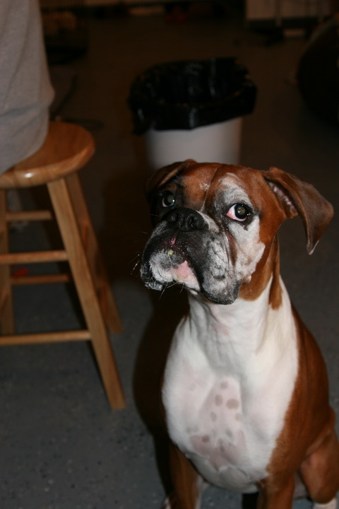 Brudis got into the flour