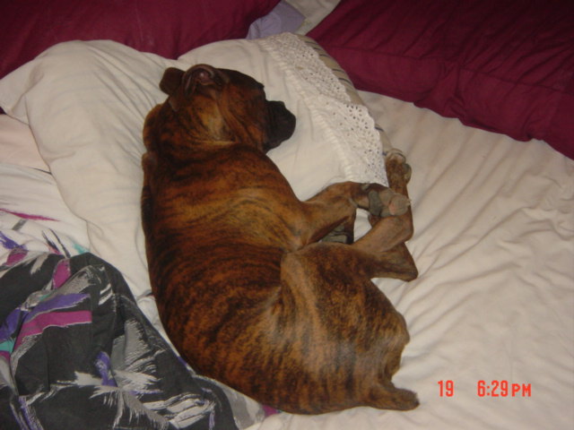 Brudus Taking over my sleeping Quarters