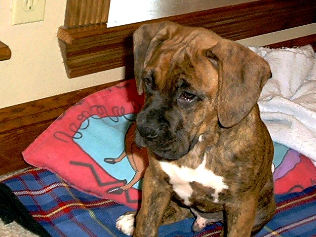 Bruiser and his blanky