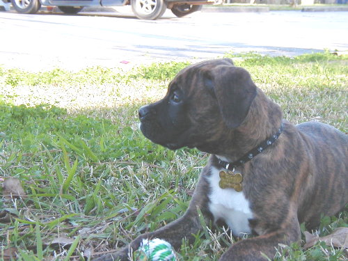Bruiser at 10 weeks old.