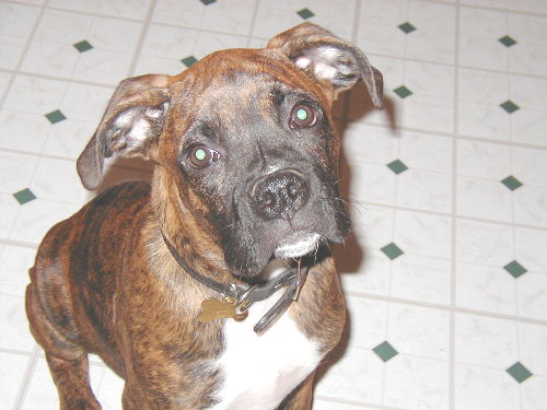 Bruiser before ear crop.