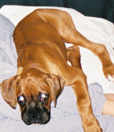 Bruiser boy