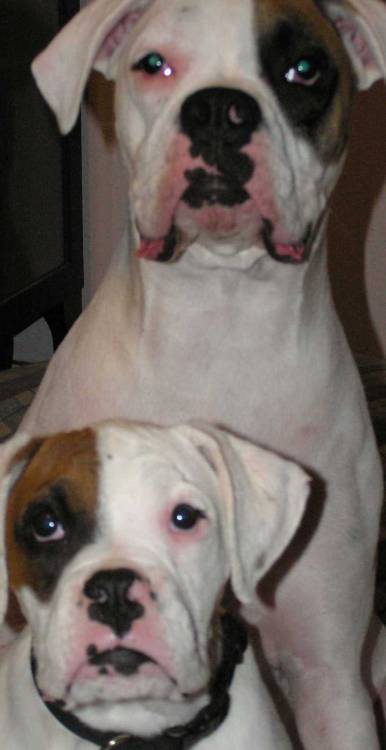 Bruiser & Duece