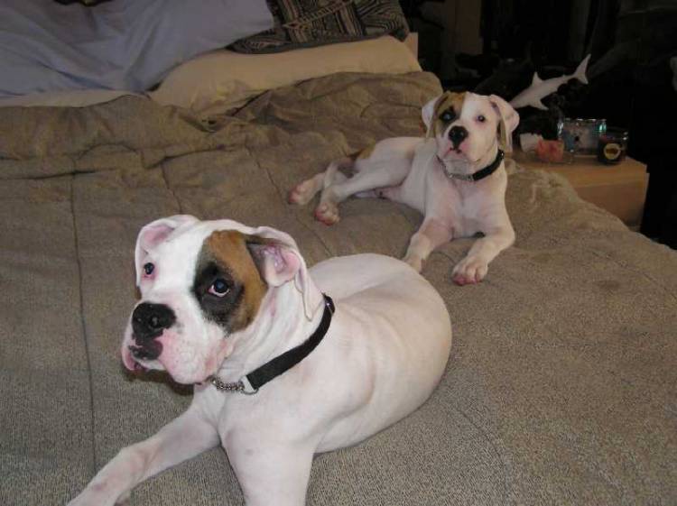 Bruiser & Hammer