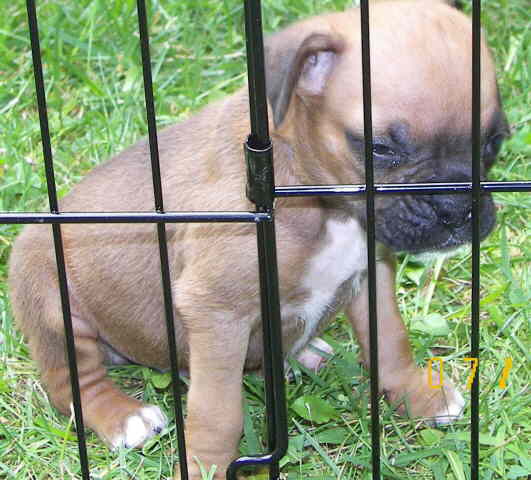 Bruiser in "jail"