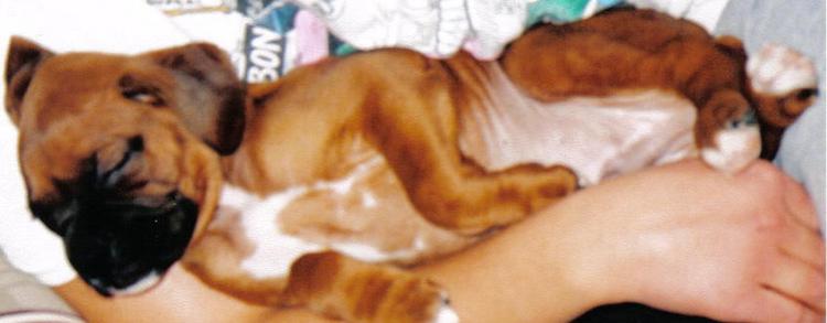 Bruiser only 9 weeks old