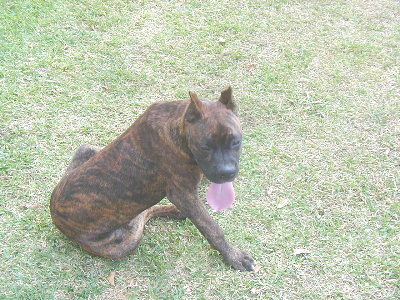 Bruiser