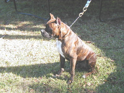 Bruiser
