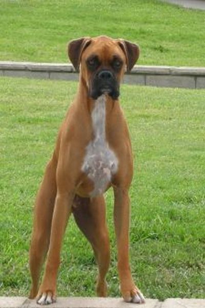 bruiser_on_wall
