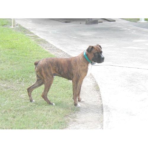 Bruisers dad.