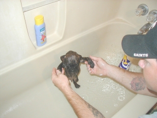 Bruiser's first bath.