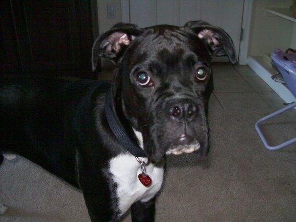 bruizer
