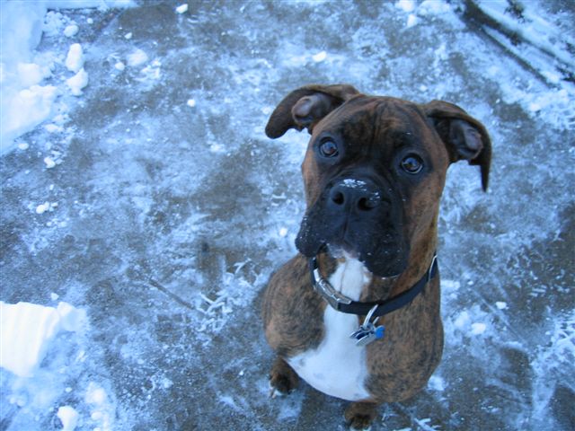 Bruno (11 months)