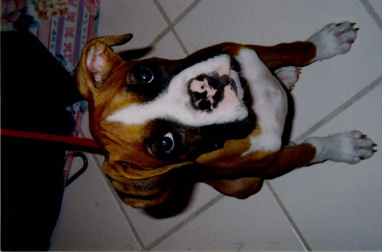 Bruno 4 months old