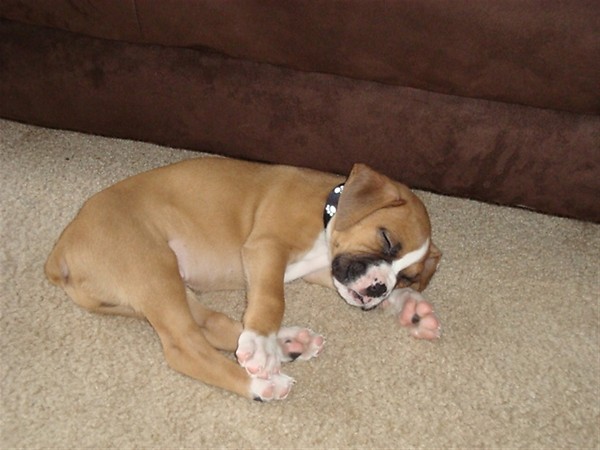 Bruno age 7 weeks