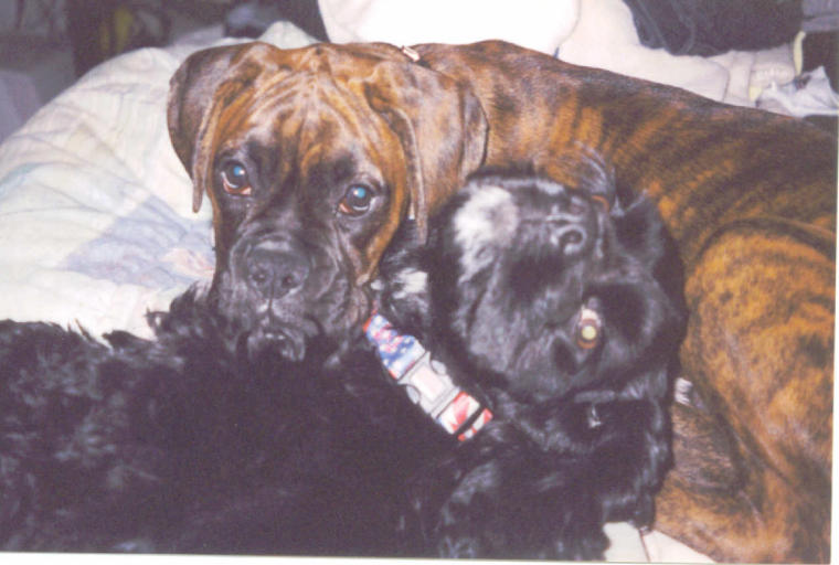 Bruno and Morgan