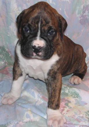 bruno at 4 weeks