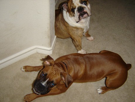 Bruno & Belle1