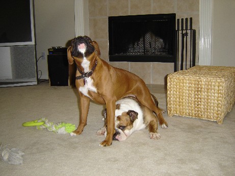 Bruno & Belle2