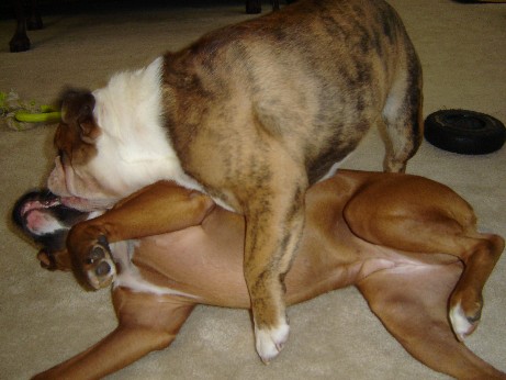 Bruno & Belle3