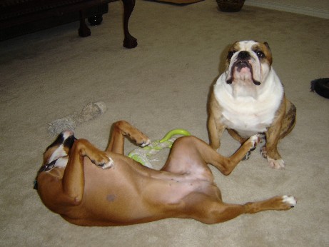 Bruno & Belle4