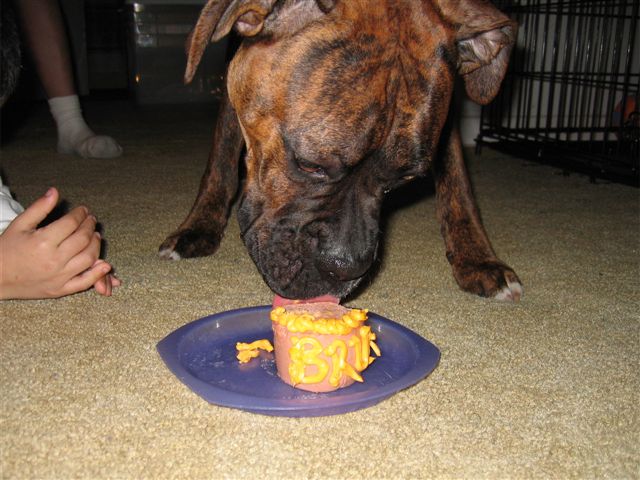 Bruno enjoying his b-day treat
