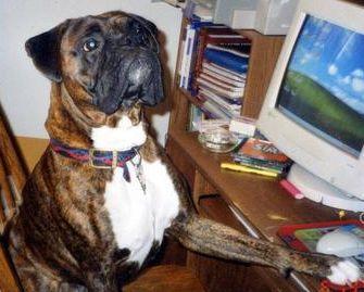 bruno getting online