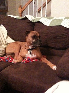 Bruno hanging on the couch