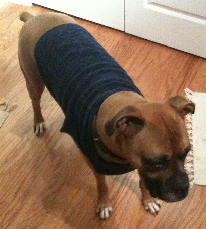 Bruno in a sweater
