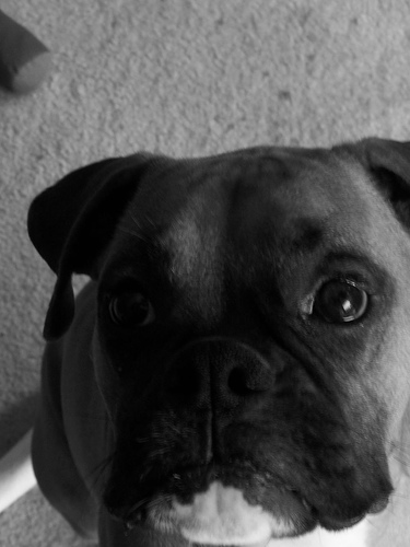 Bruno in B&W