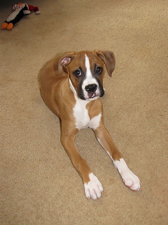 Bruno just over 3 months old