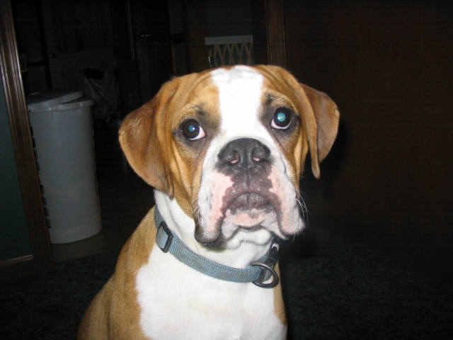 bruno posing for camera