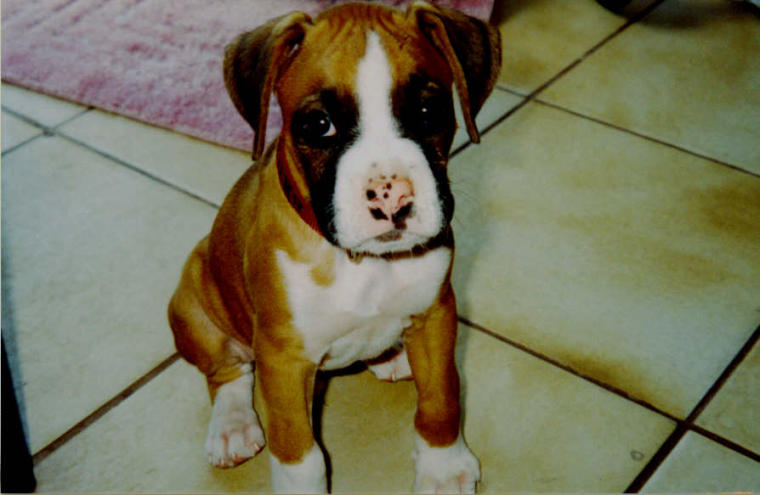 Bruno posing