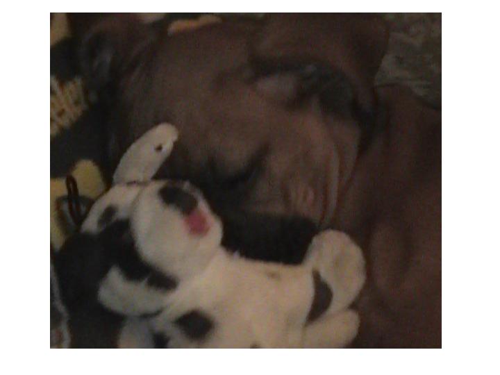 Bruno snoozing