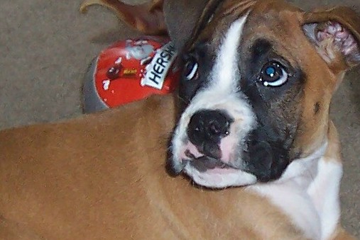 Bruno - Trying to Rest