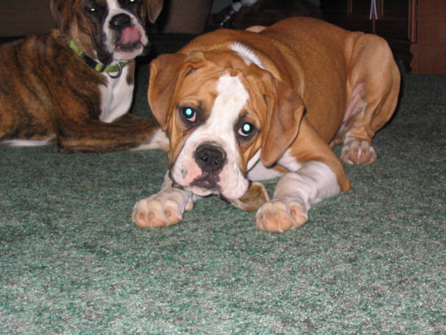 bruno with dixie