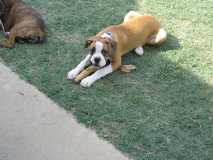 bruno with his bone