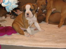 bruno with his litter mates