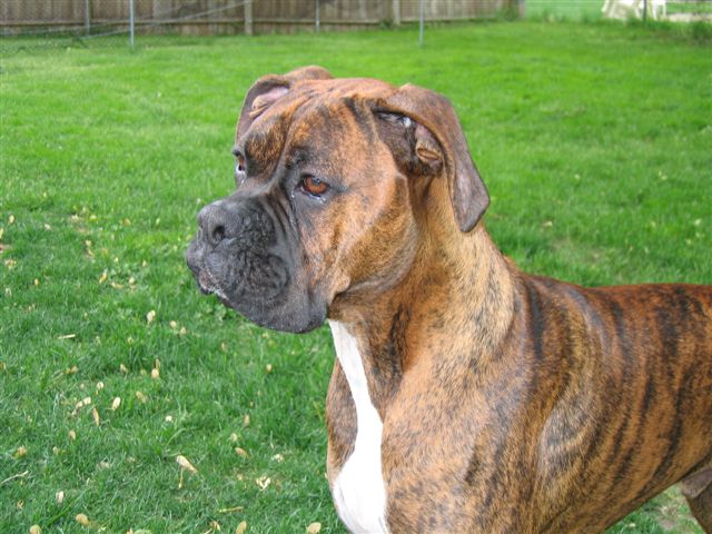 Bruno
