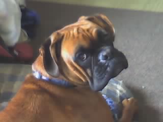 Bruno