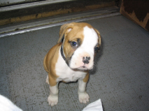 bruno