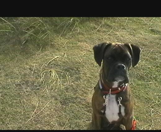 bruno