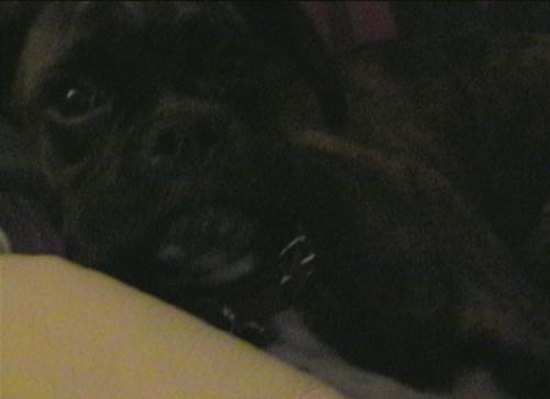Bruno